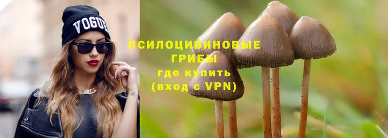 Галлюциногенные грибы Psilocybe  гидра ТОР  Горно-Алтайск 